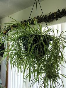 spider plant-air-purifying plants, Milford, Southborough MA